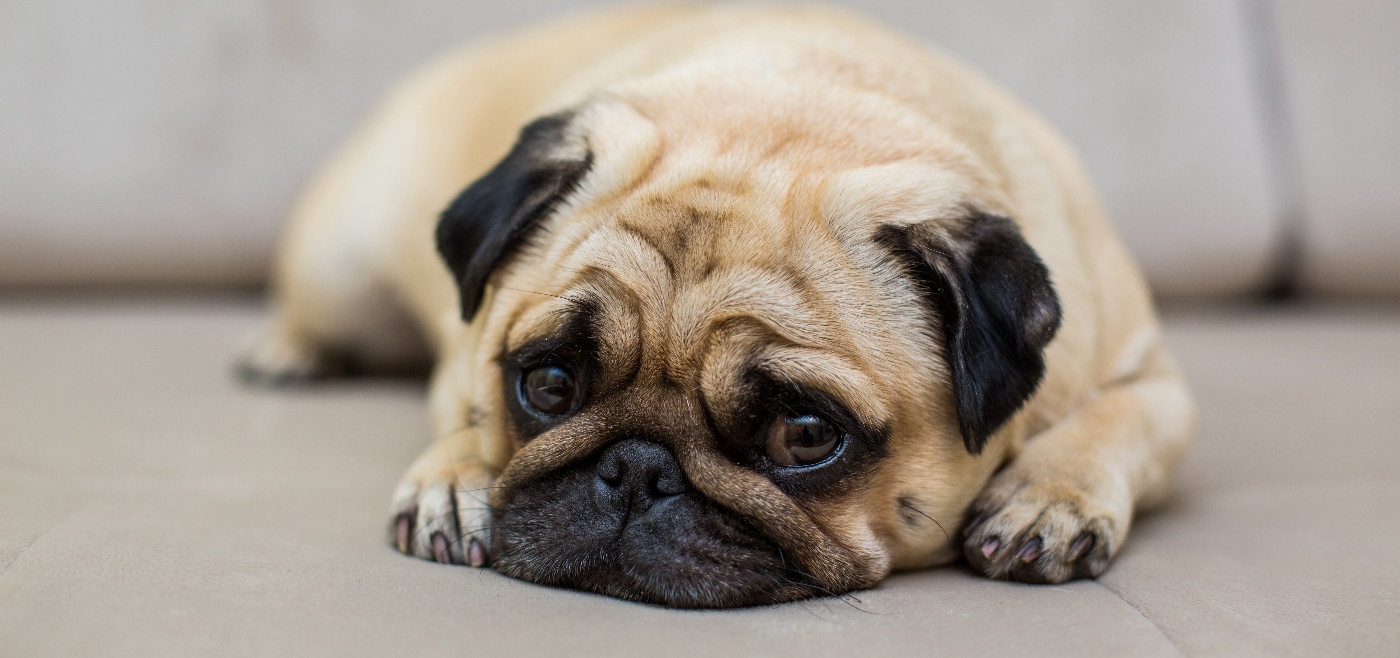 Вологжанка напала на школьницу из-за собаки