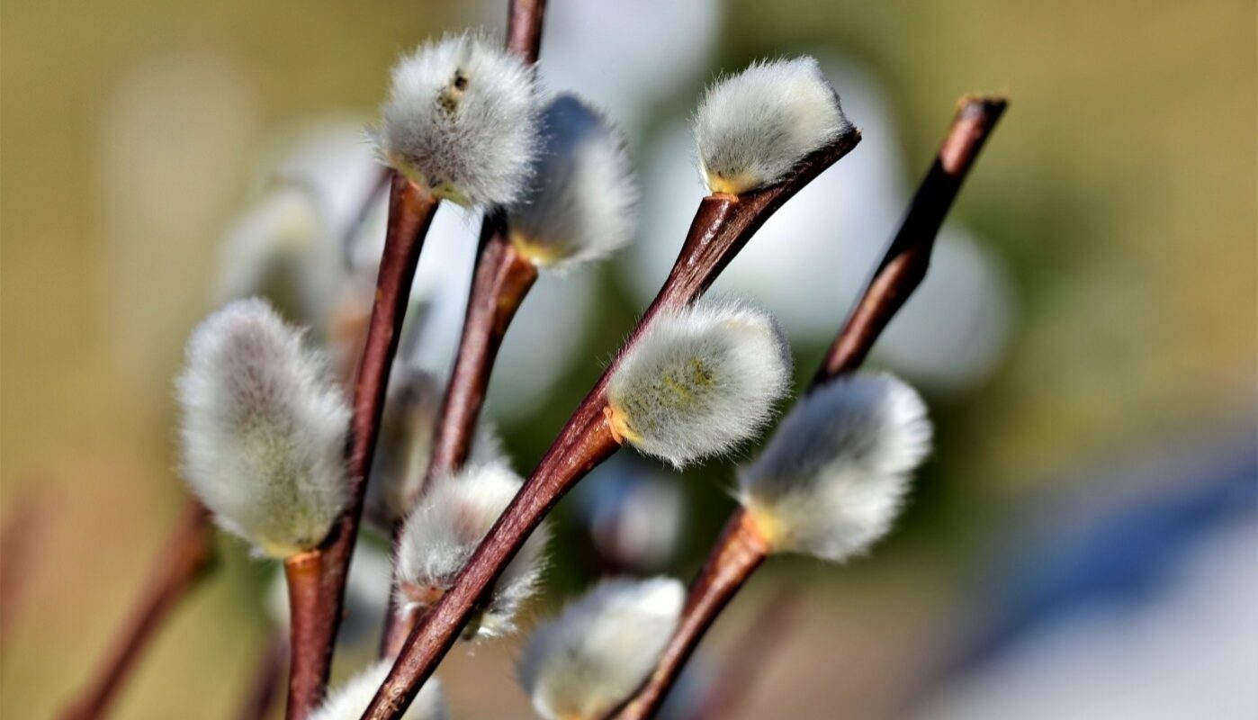 Вербное воскресенье 2026: народные приметы, традиции и обычаи