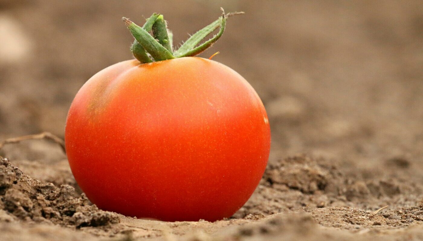 Сорта томатов, которые не болеют кладоспориозом: для начинающих и опытных дачников