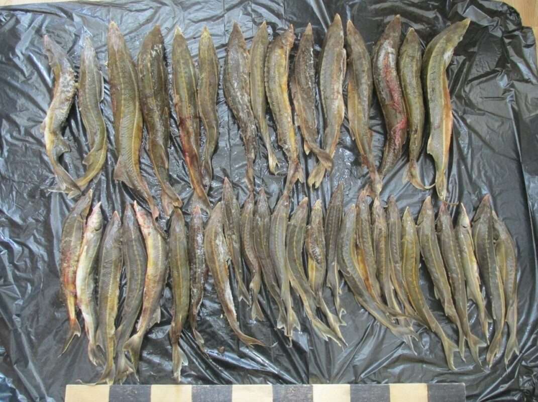 Браконьеров-наркоманов задержали в Вологодской области