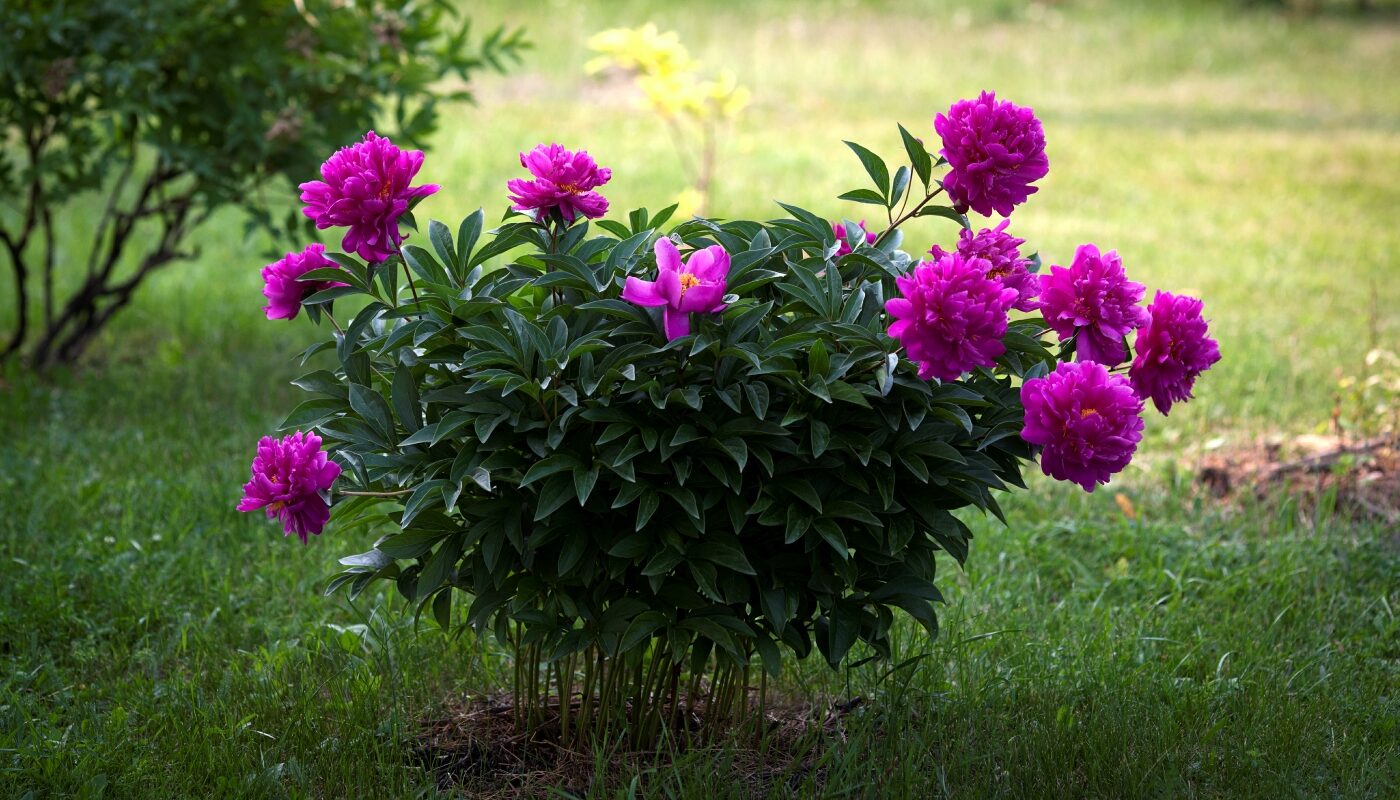 Пионы выдержат даже ливень: как предупредить падение бутонов после дождя