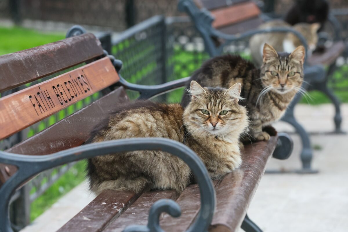 кошки на лавочке