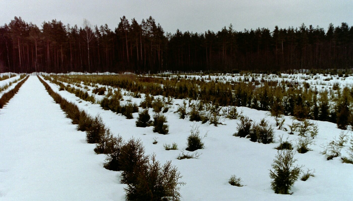 Саженцы зимой