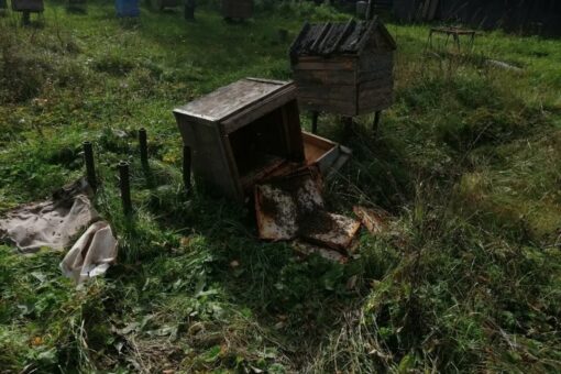 Медведи довели пчеловода из Вологодской области до больницы