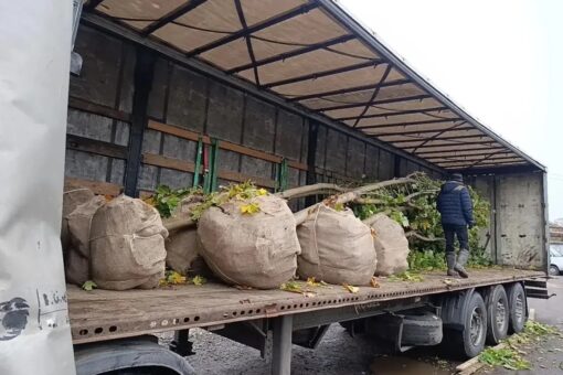 Санкт-Петербург подарил Вологде саженцы дубов и клёнов